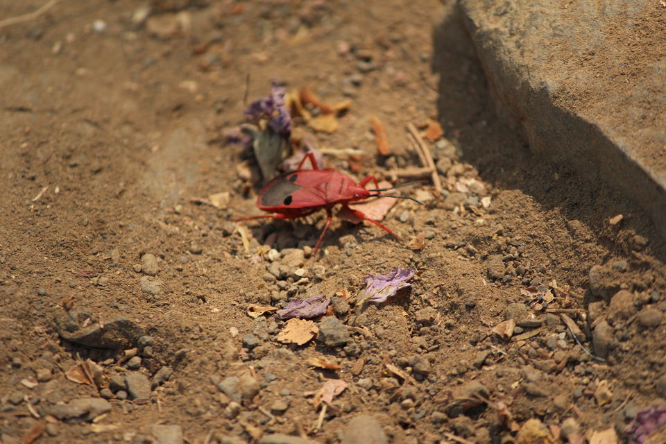 Photo of Spend A Day Camping Inside A National Park In The Heart Of Mumbai by Oindrila De