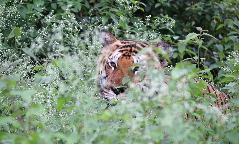 Photo of Bandipur Tiger Safari, Chamarajanagar, Karnataka, India by Oindrila Soni