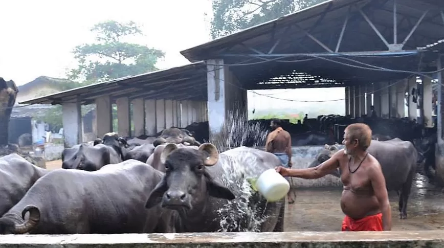 Photo of Aarey Milk Colony, Goregaon East, Mumbai, Maharashtra, India by Oindrila Soni