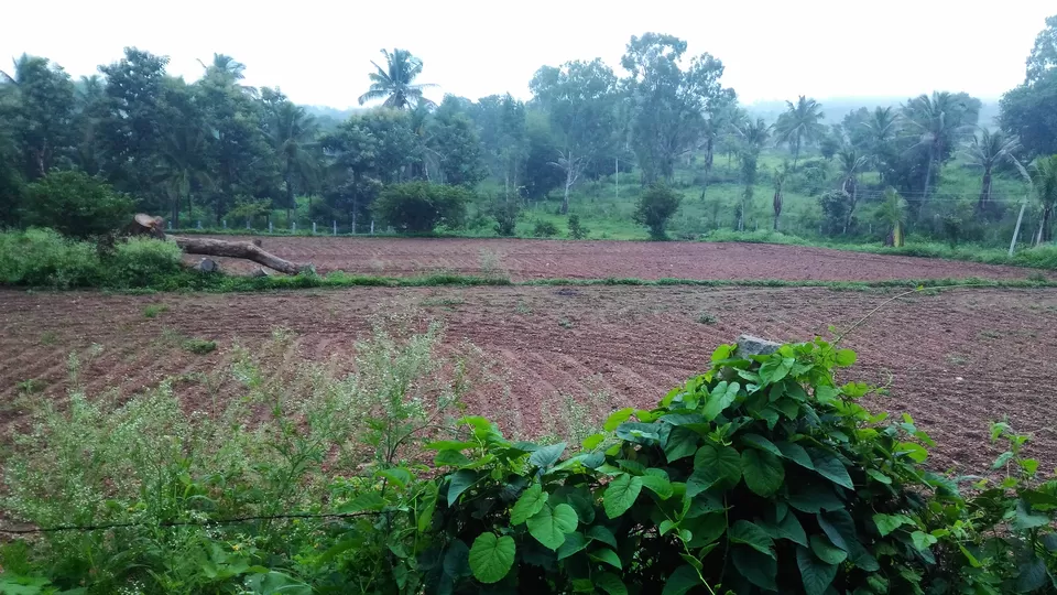 Photo of Turahalli Forest, Bengaluru, Karnataka, India by Oindrila Soni