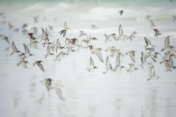 Photo of Barr al Ḩikmān, Oman by Oindrila Soni