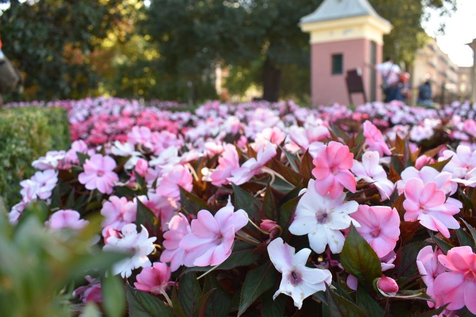 Photo of El Retiro Park, Madrid, Spain by Manmeet Kaur