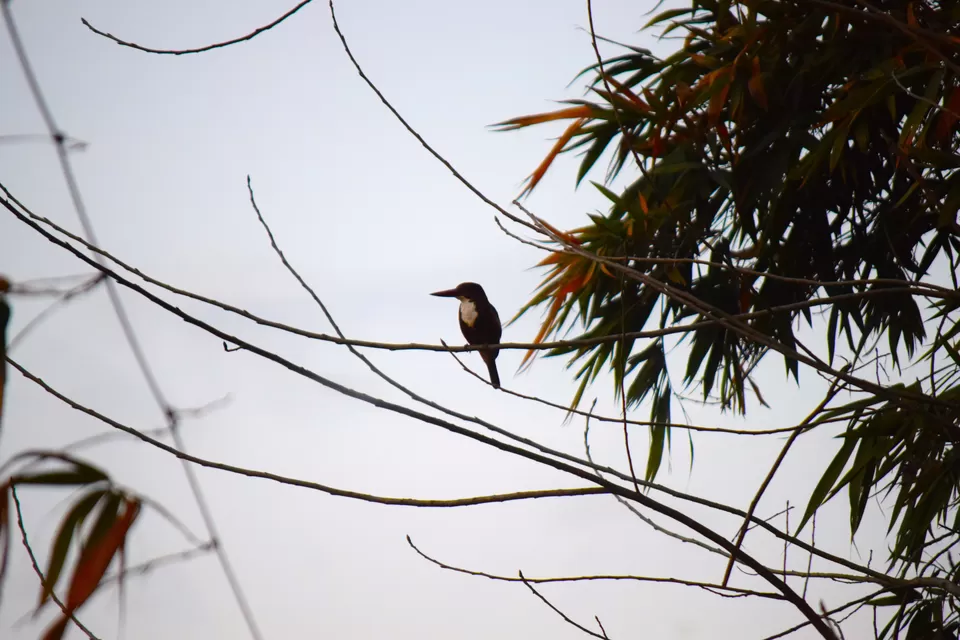 Photo of February Scenes Around Home: A Countryside Affair by Manmeet Kaur