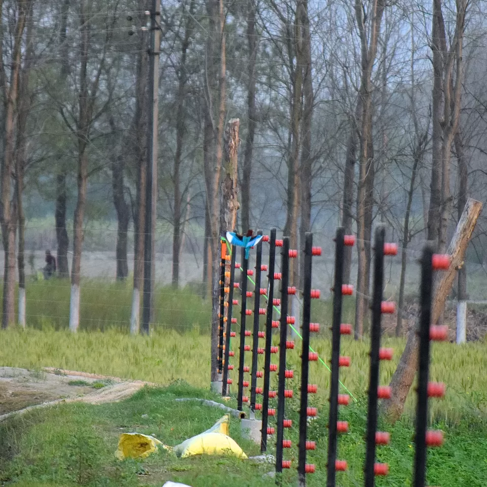 Photo of February Scenes Around Home: A Countryside Affair by Manmeet Kaur