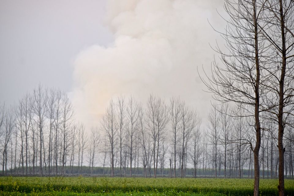 Photo of February Scenes Around Home: A Countryside Affair by Manmeet Kaur