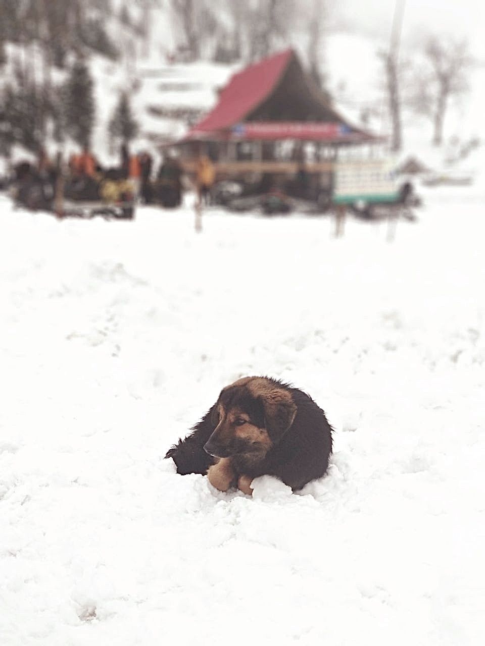 Photo of In The Hunt Of Snow by Manmeet x Sandeep