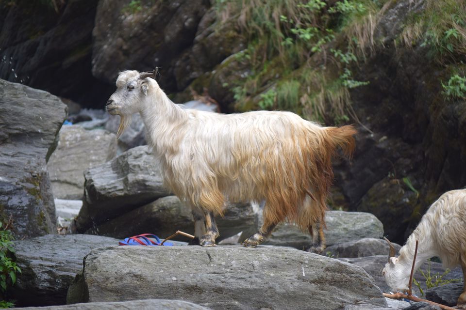 Photo of McLeodganj: Beautiful beyond Triund by Manmeet Kaur