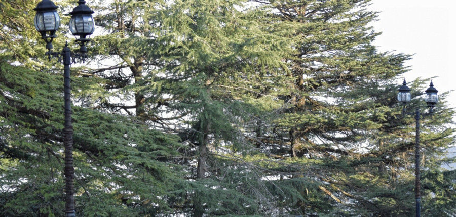 Photo of Chail, Himachal Pradesh, India by Manmeet Kaur