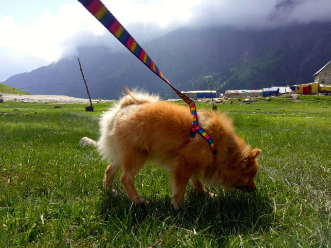 Photo of A Pomeranian's Tale of Road Tripping in Himachal #Travelwithpets 1/2 by Manmeet Kaur