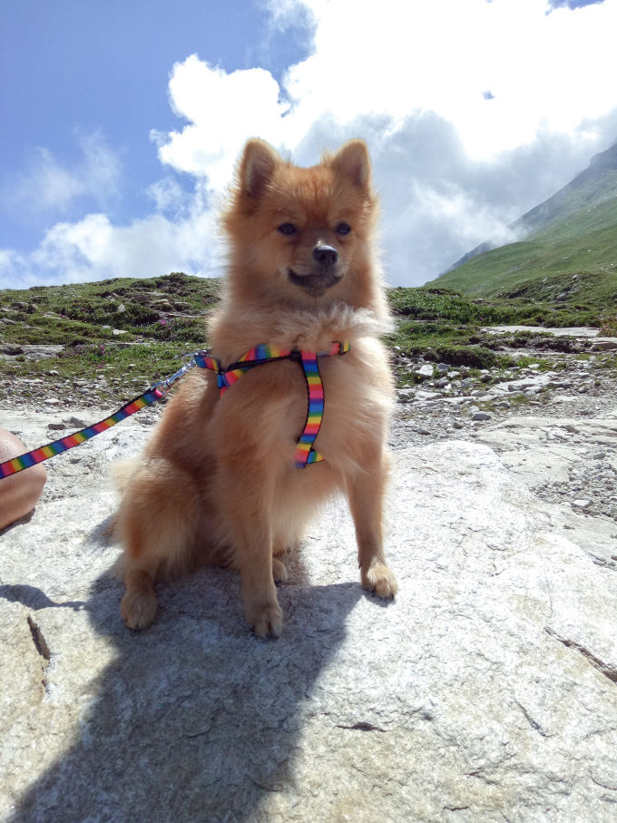 Photo of A Pomeranian's Tale of Road Tripping in Himachal #Travelwithpets 2/2 by Manmeet Kaur
