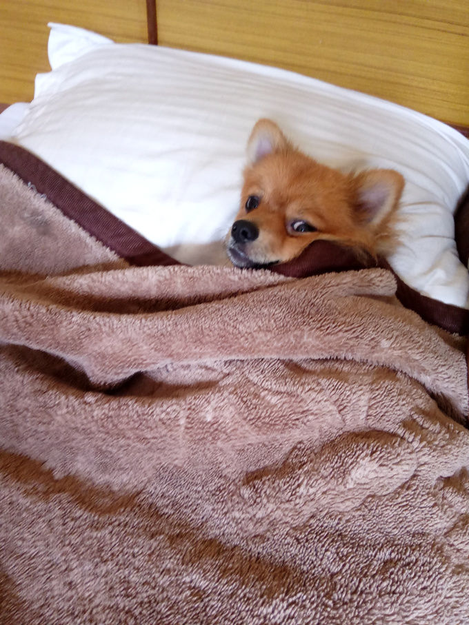 Photo of A Pomeranian's Tale of Road Tripping in Himachal #Travelwithpets by Manmeet Kaur