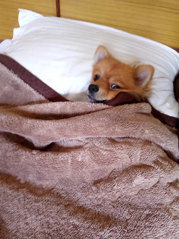 Photo of A Pomeranian's Tale of Road Tripping in Himachal #Travelwithpets by Manmeet Kaur