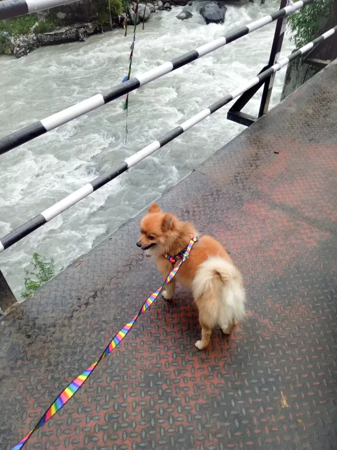 Photo of A Pomeranian's Tale of Road Tripping in Himachal #Travelwithpets by Manmeet Kaur