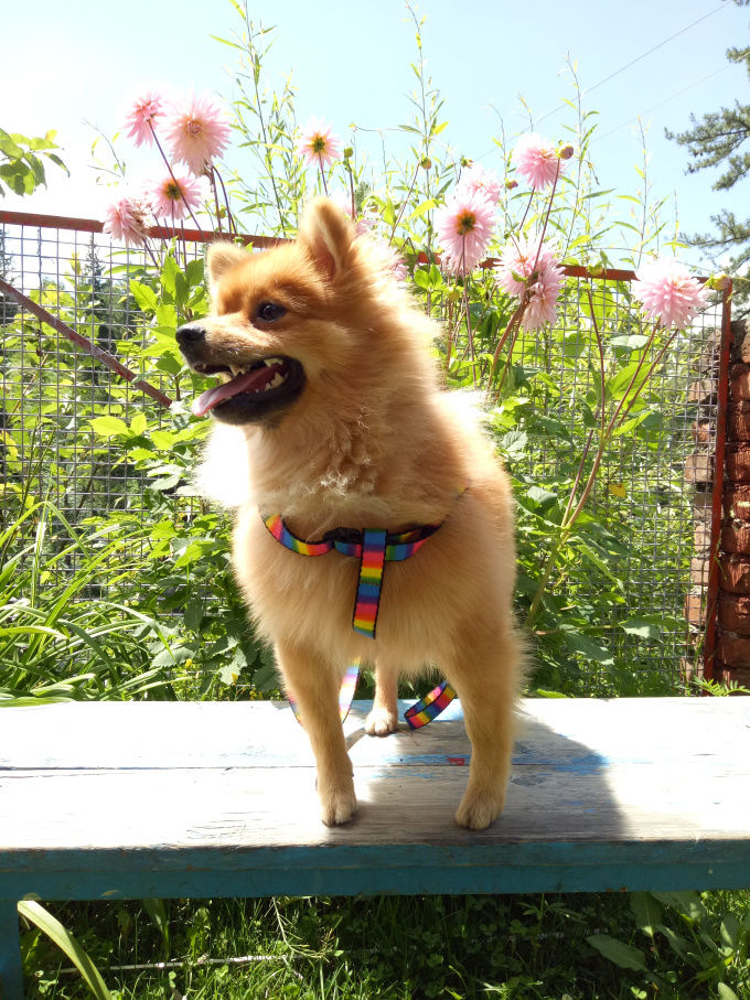 Photo of A Pomeranian's Tale of Road Tripping in Himachal #Travelwithpets by Manmeet Kaur