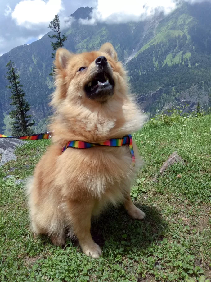 Photo of A Pomeranian's Tale of Road Tripping in Himachal #Travelwithpets by Manmeet Kaur