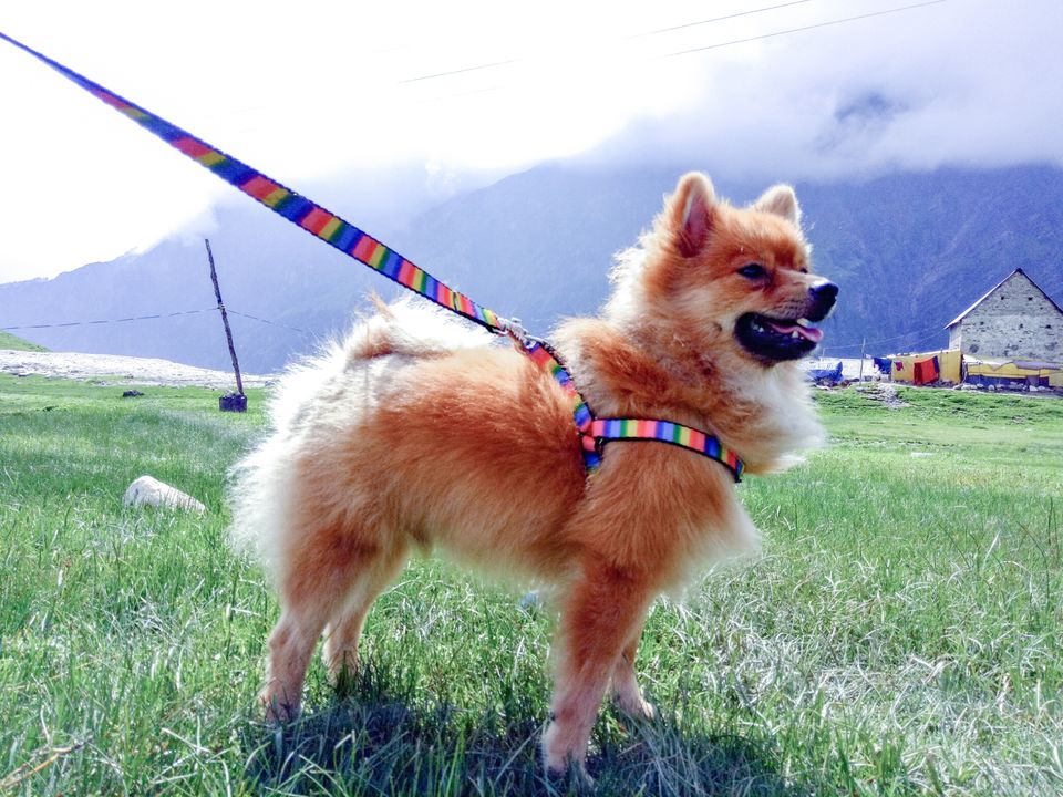 Photo of A Pomeranian's Tale of Road Tripping in Himachal #Travelwithpets by Manmeet Kaur