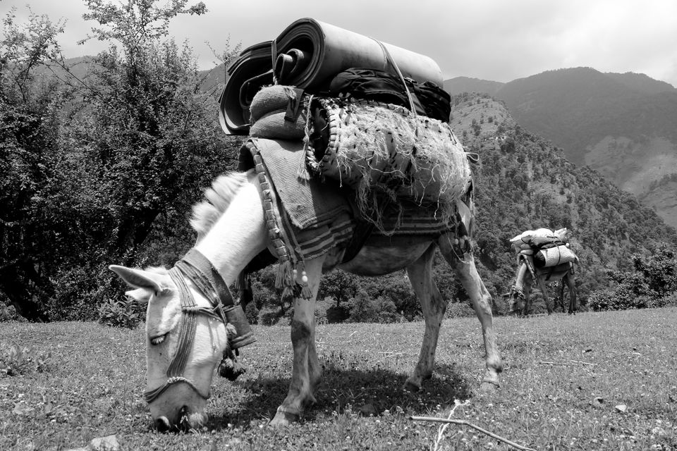 Photo of Didna-ali bogyal-Bedni by Manish