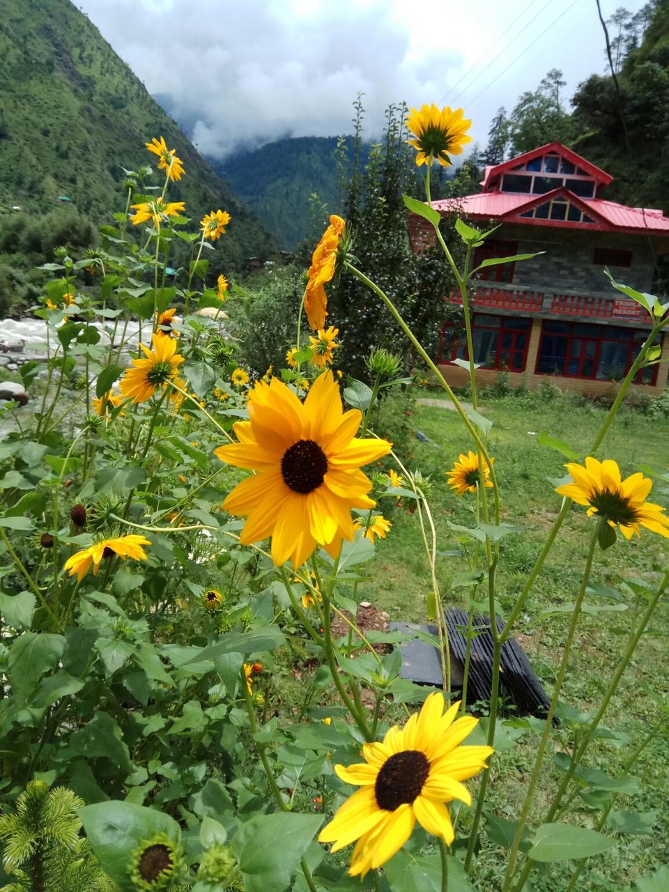Photo of Trishla Resorts, Pekhri, Himachal Pradesh, India by Snigdha Gupta