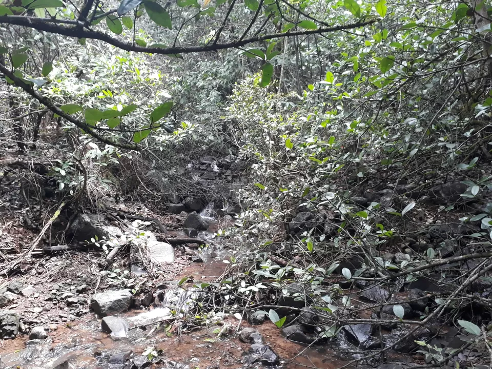 Photo of ANDHARBAN...WANDERING IN DARK FOREST by Shrushti Kamble