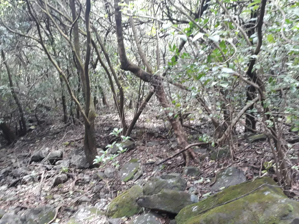Photo of ANDHARBAN...WANDERING IN DARK FOREST by Shrushti Kamble