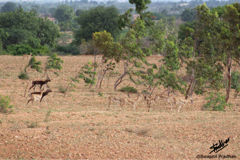 Photo of Blackbuck Reserve!! by Swapnil Pradhan