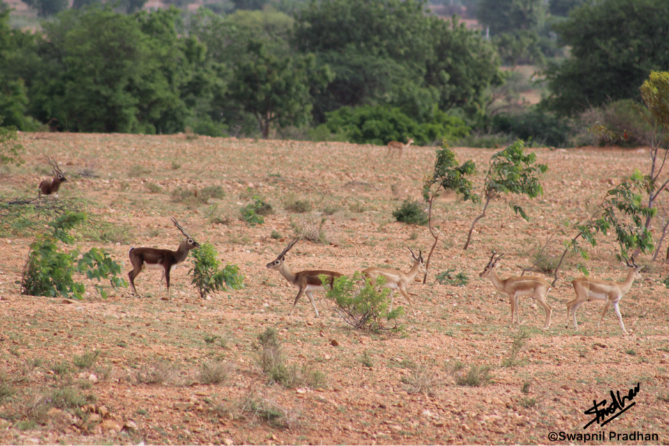 Photo of Blackbuck Reserve!! by Swapnil Pradhan