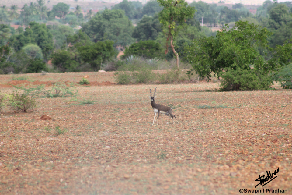 Photo of Blackbuck Reserve!! by Swapnil Pradhan