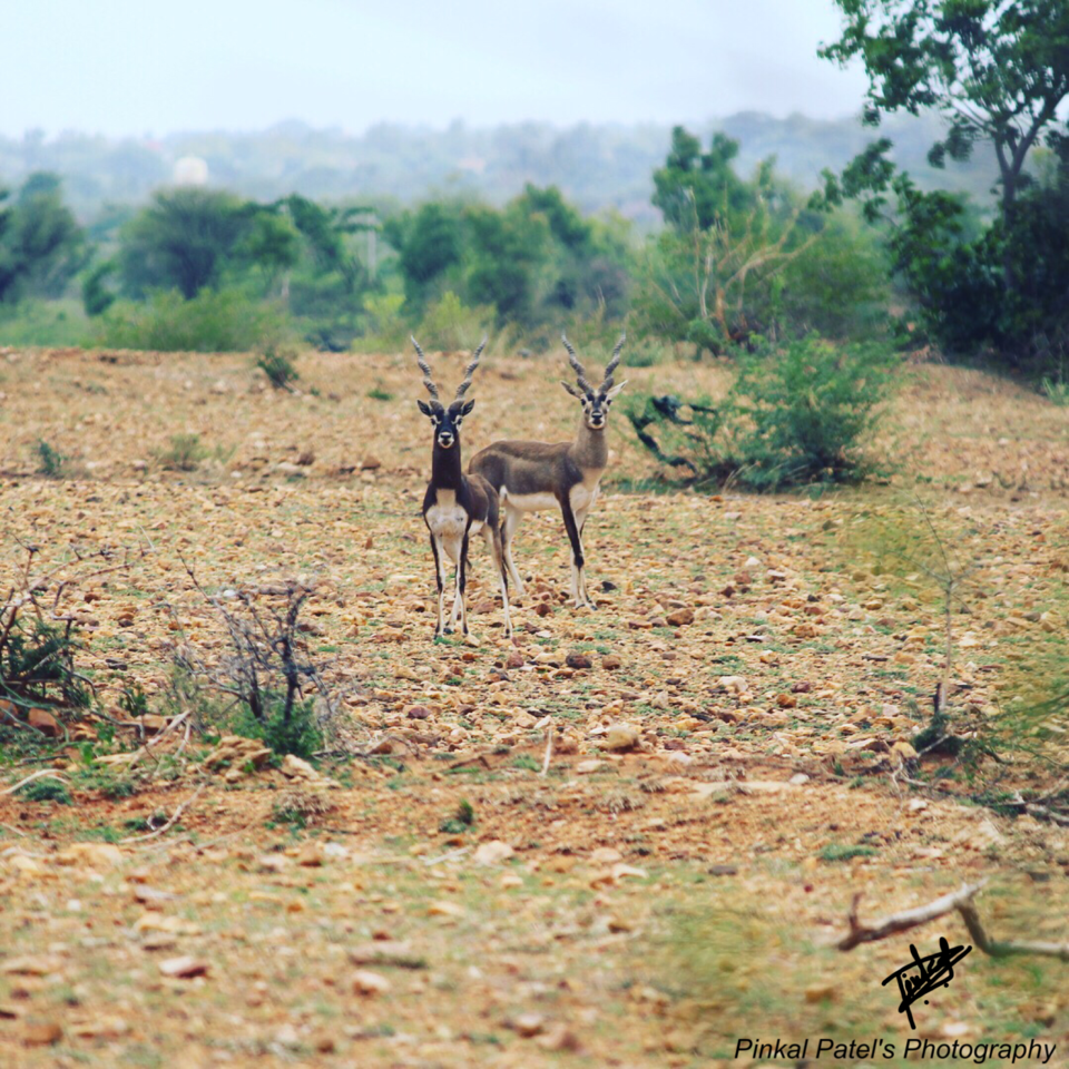 Photo of Blackbuck Reserve!! by Swapnil Pradhan