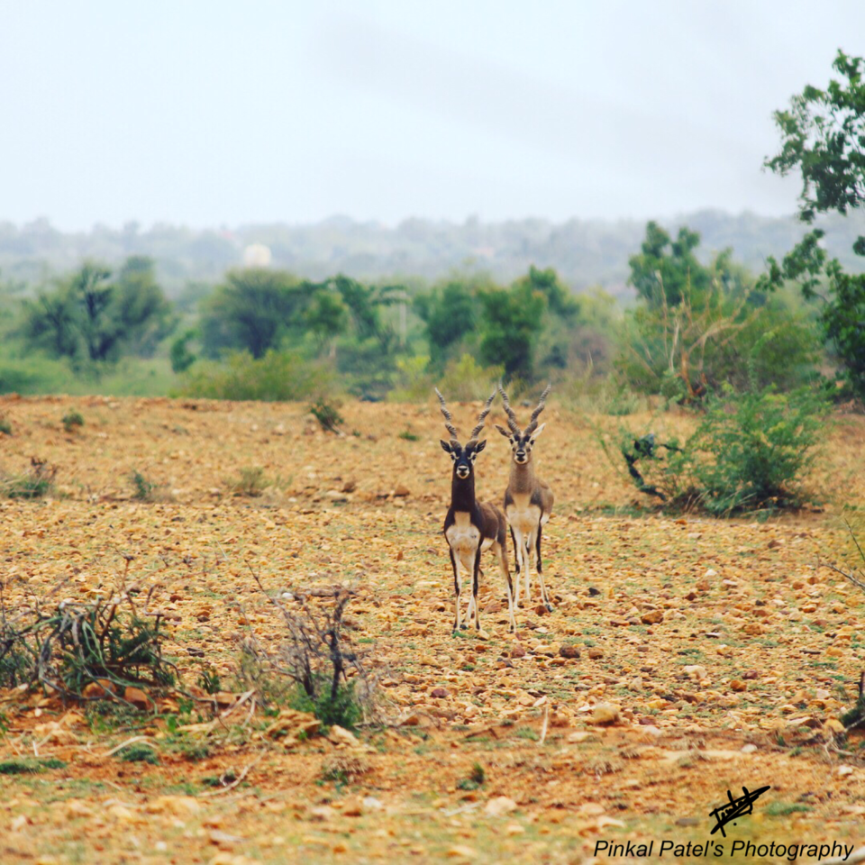 Photo of Blackbuck Reserve!! by Swapnil Pradhan