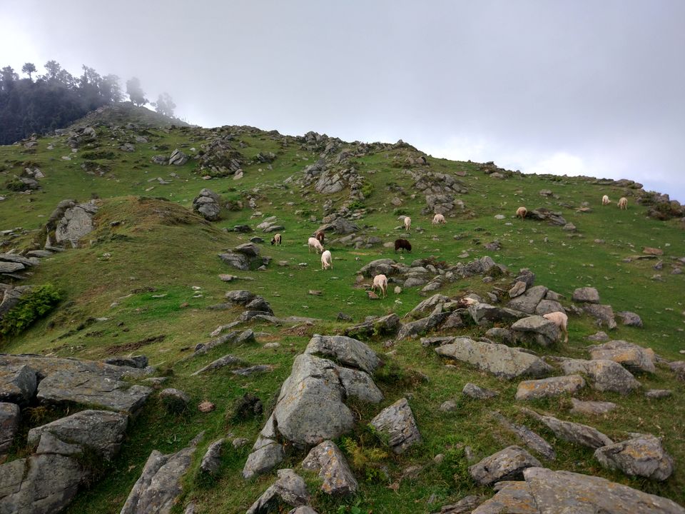 Photo of Prashar! Paradise of Himachal Pradesh by Samarika Issar