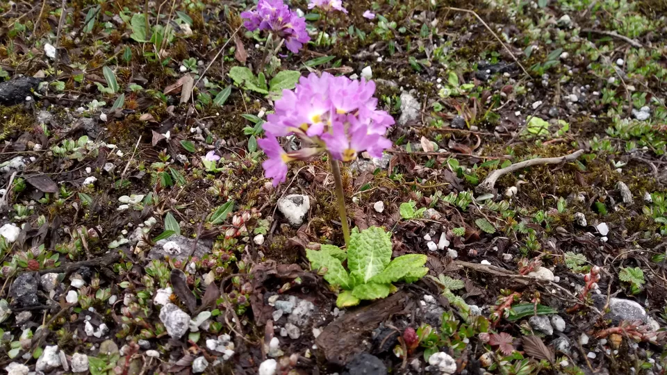 Photo of Valley of Flowers, Yumthang, Sikkim, India by Dr. Reon Patel