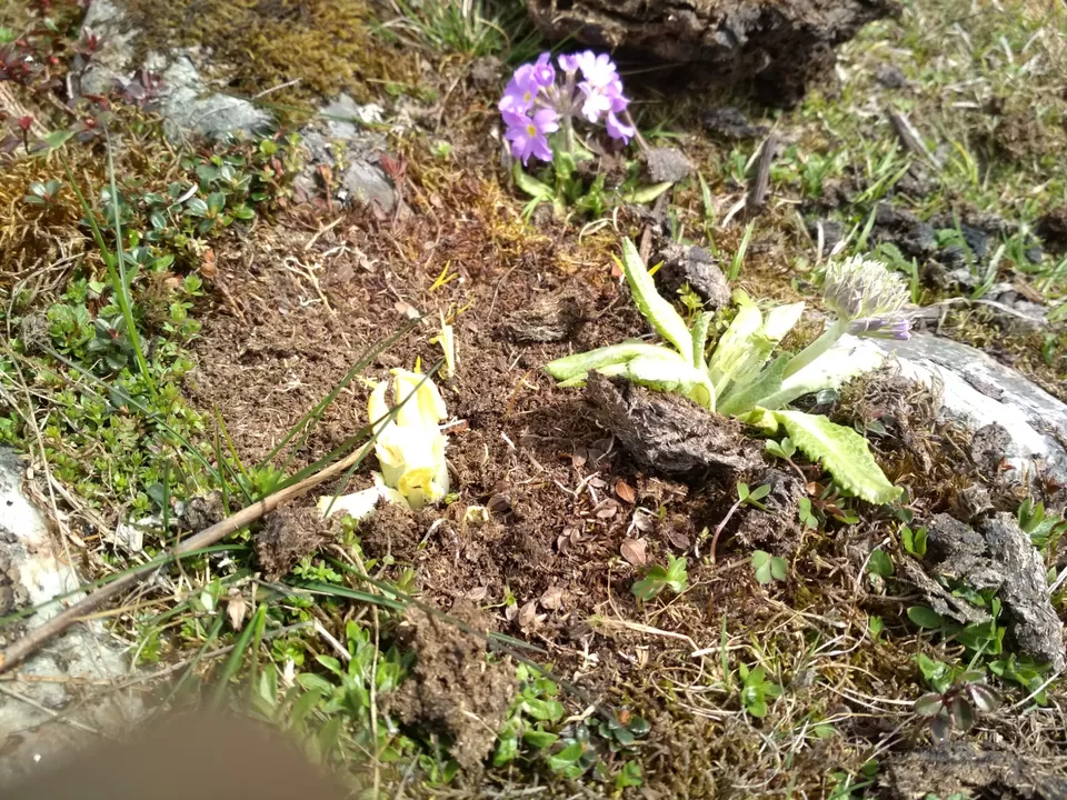 Photo of Valley of Flowers, Yumthang, Sikkim, India by Dr. Reon Patel