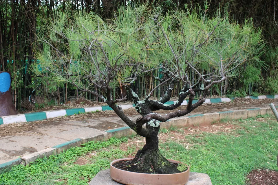 Photo of Lalbagh Botanical Garden, Mavalli, Bengaluru, Karnataka, India by Dr. Reon Patel