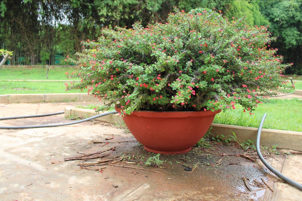 Photo of Lalbagh Botanical Garden, Mavalli, Bengaluru, Karnataka, India by Dr. Reon Patel