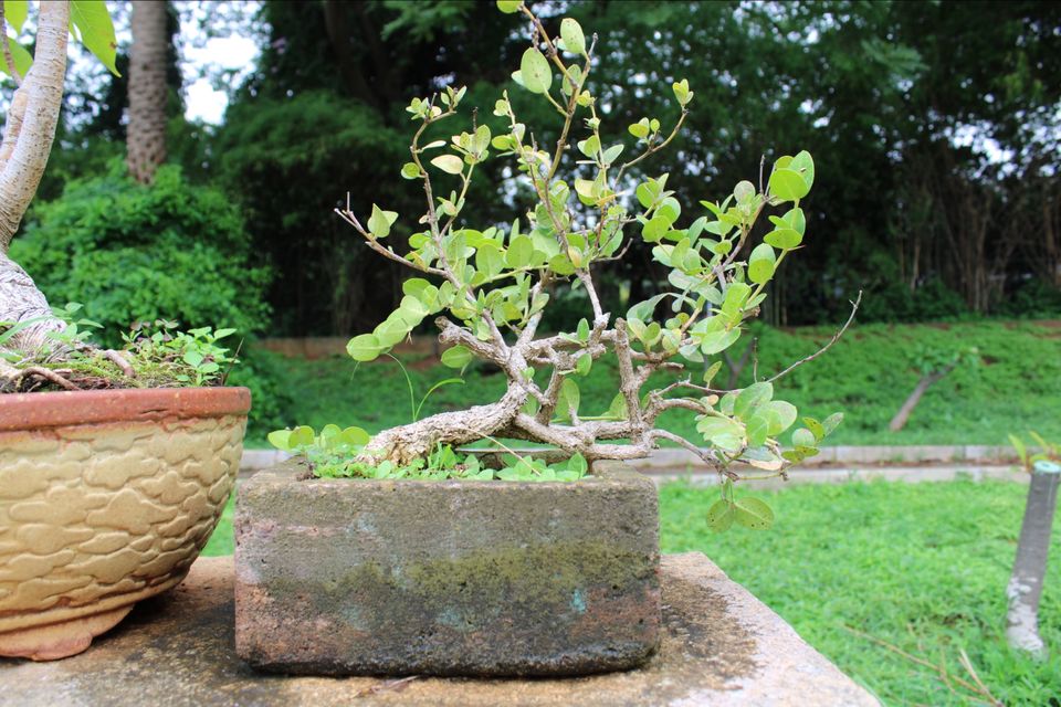 Photo of Lalbagh Botanical Garden, Mavalli, Bengaluru, Karnataka, India by Dr. Reon Patel