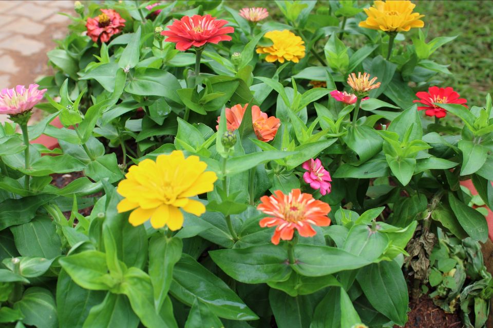 Photo of Lalbagh Botanical Garden, Mavalli, Bengaluru, Karnataka, India by Dr. Reon Patel