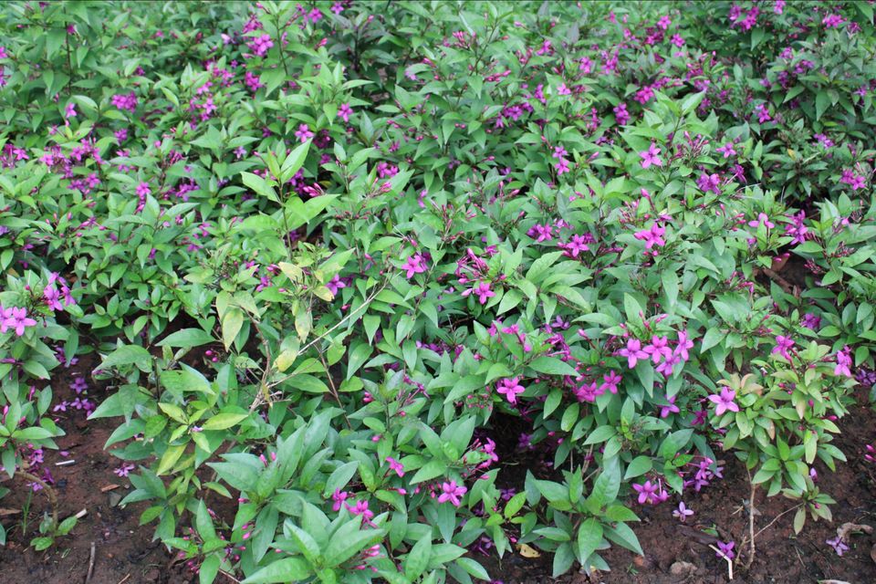 Photo of Lalbagh Botanical Garden, Mavalli, Bengaluru, Karnataka, India by Dr. Reon Patel