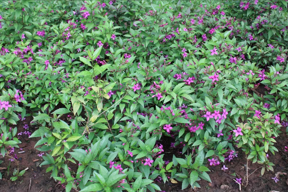 Photo of Lalbagh Botanical Garden, Mavalli, Bengaluru, Karnataka, India by Dr. Reon Patel