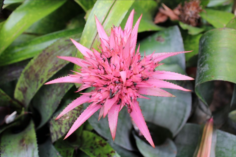 Photo of Lalbagh Botanical Garden, Mavalli, Bengaluru, Karnataka, India by Dr. Reon Patel