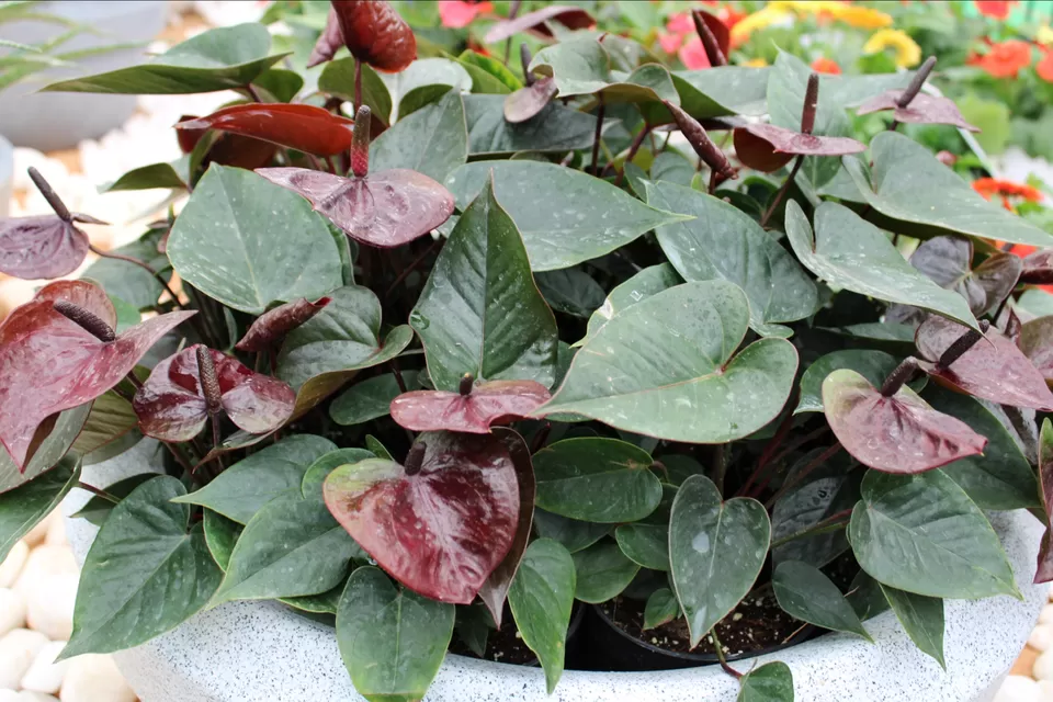 Photo of Lalbagh Botanical Garden, Mavalli, Bengaluru, Karnataka, India by Dr. Reon Patel