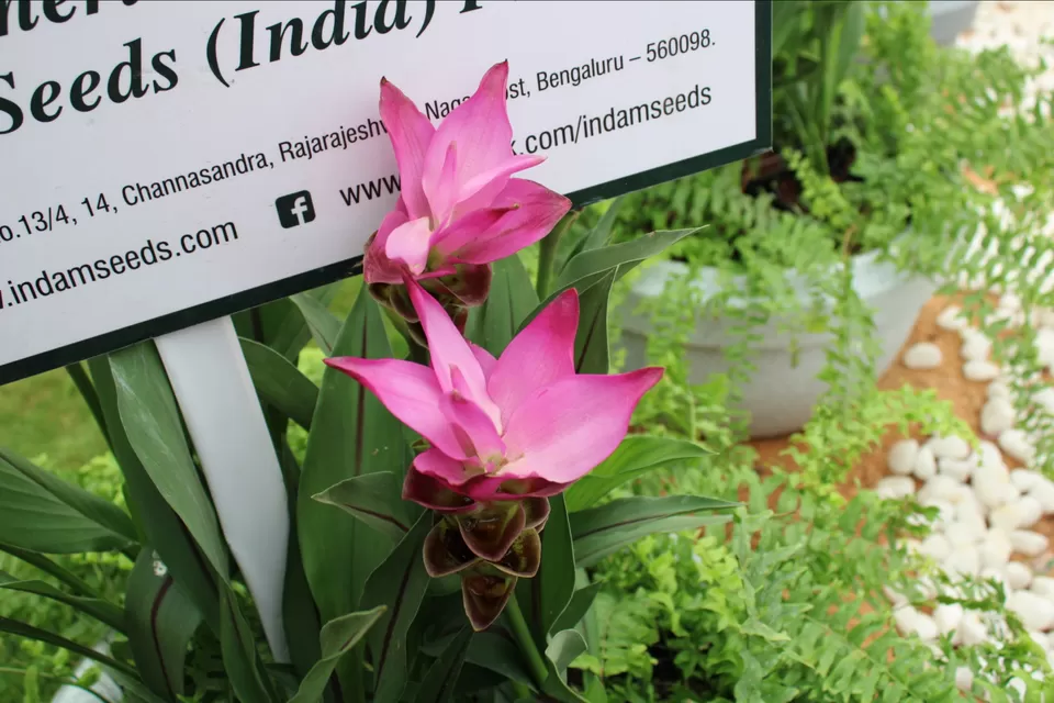 Photo of Lalbagh Botanical Garden, Mavalli, Bengaluru, Karnataka, India by Dr. Reon Patel