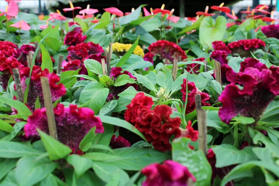 Photo of Lalbagh Botanical Garden, Mavalli, Bengaluru, Karnataka, India by Dr. Reon Patel