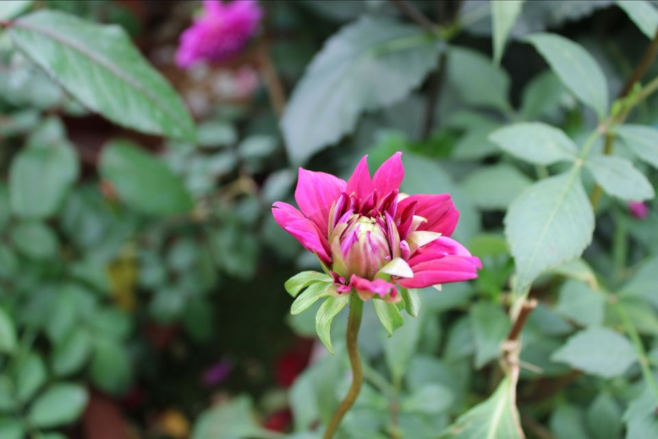 Photo of Lalbagh Botanical Garden, Mavalli, Bengaluru, Karnataka, India by Dr. Reon Patel