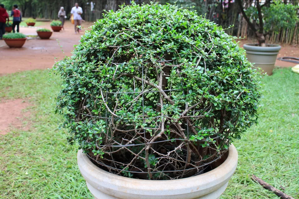 Photo of Lalbagh Botanical Garden, Mavalli, Bengaluru, Karnataka, India by Dr. Reon Patel