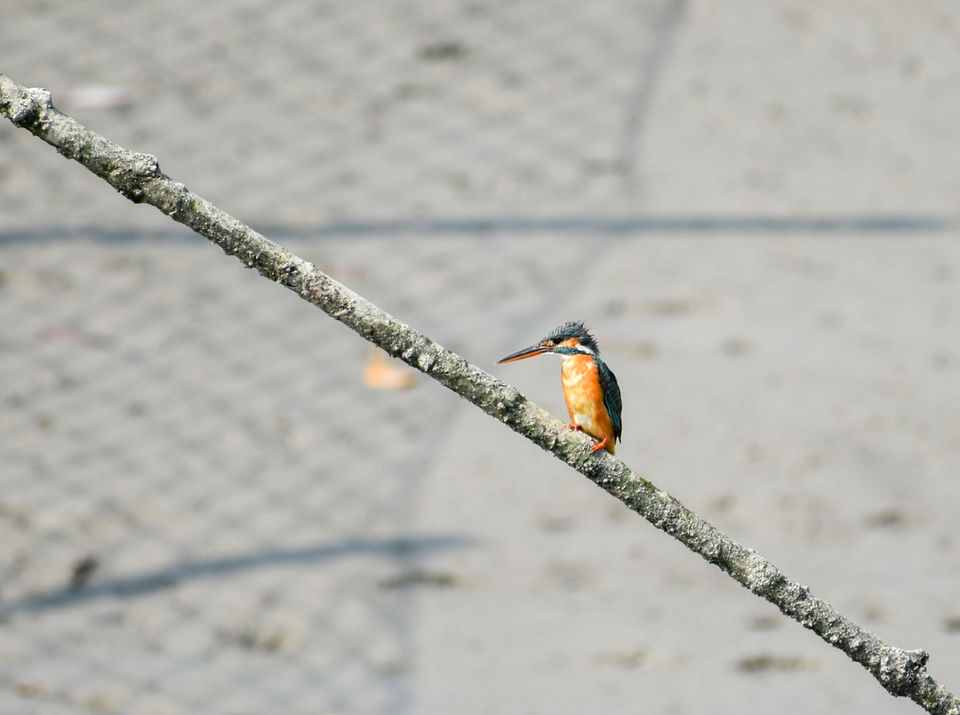 Photo of Trip to the Kingdom of Floating Vessels - Sunderbans by Hemant Khandagale