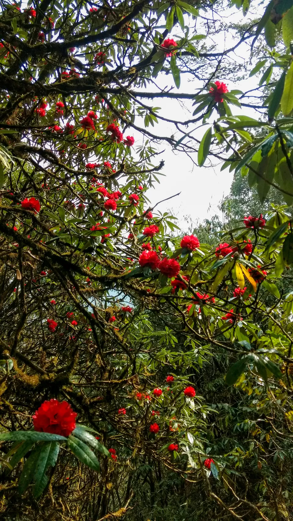 Photo of Taste the Best of Kerala in 3 Days - Munnar & Varkala. by Hemant Khandagale