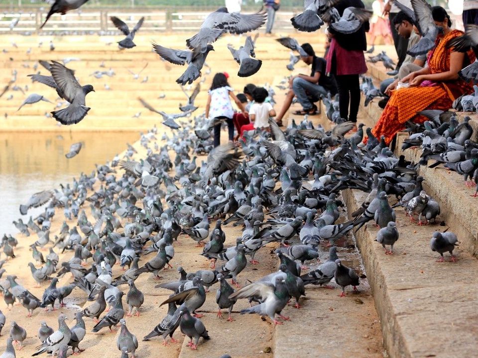 Photo of These 40 Places To Visit Near Bangalore Are Perfect For A Weekend Getaway 8/40 by Hemant Khandagale