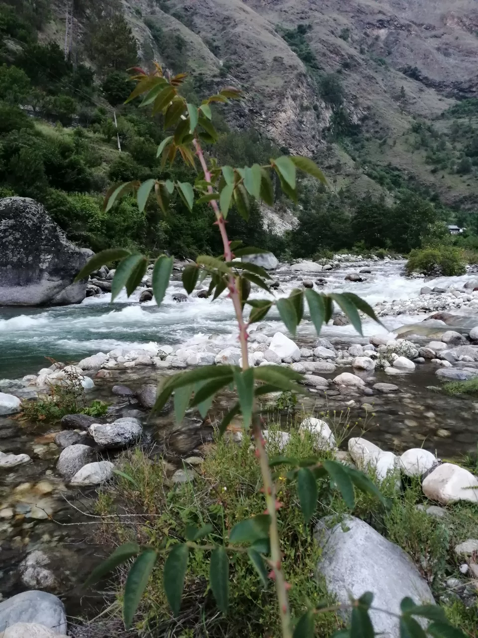 Photo of Jibhi, Himachal Pradesh, India by ankita