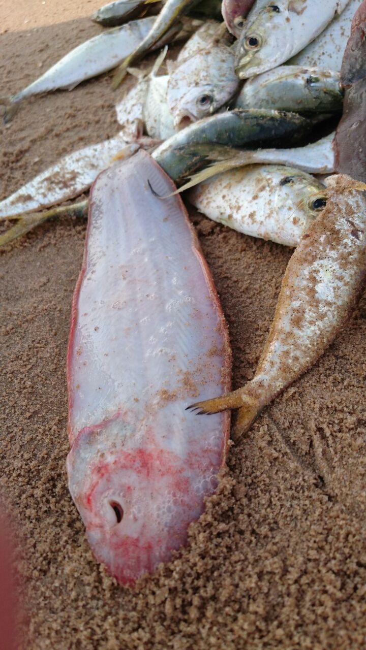 Photo of Chirala beach, Vadarevu Road, Kotha Peta Rural, Andhra Pradesh, India by Nikita Ravishankar
