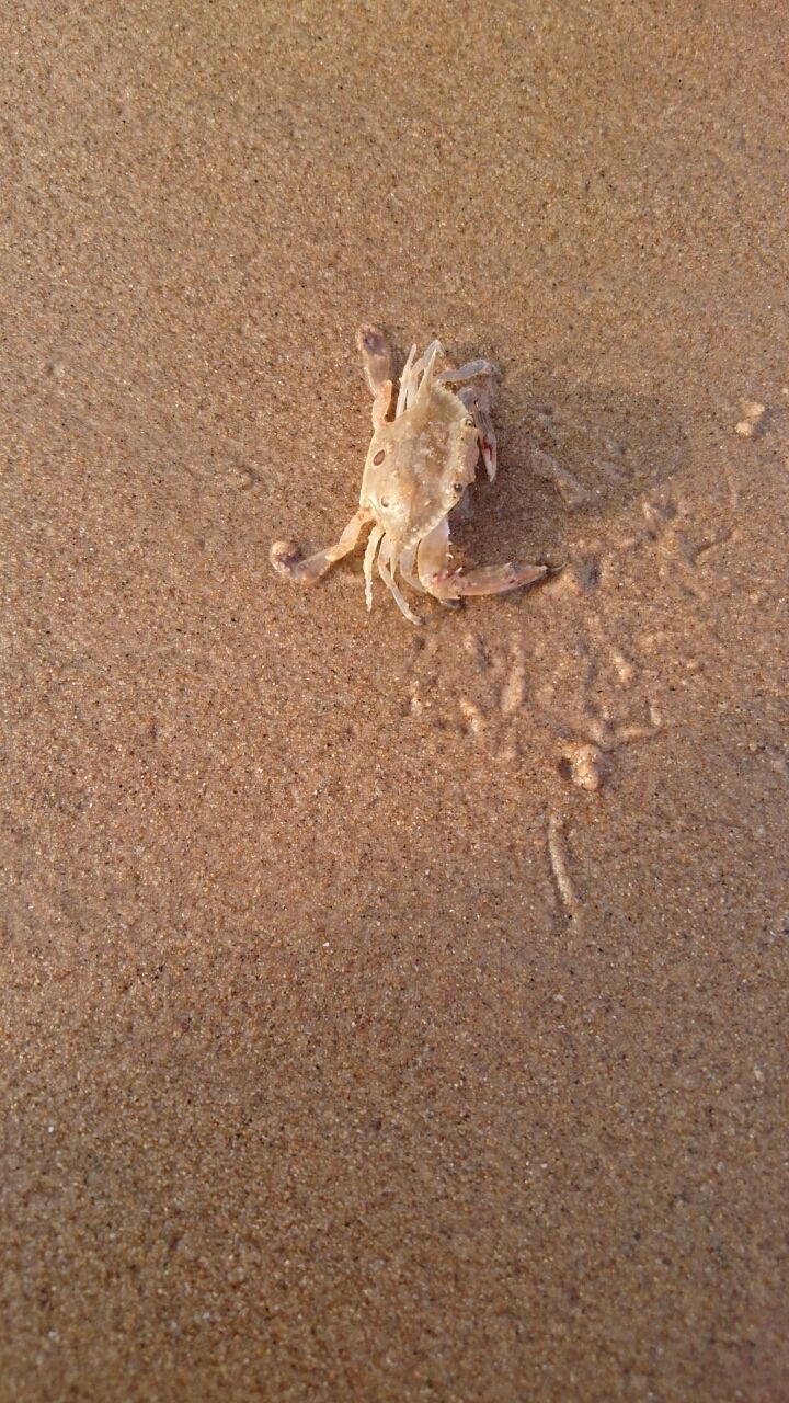 Photo of Chirala beach, Vadarevu Road, Kotha Peta Rural, Andhra Pradesh, India by Nikita Ravishankar